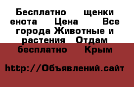 Бесплатно !!! щенки енота!! › Цена ­ 1 - Все города Животные и растения » Отдам бесплатно   . Крым